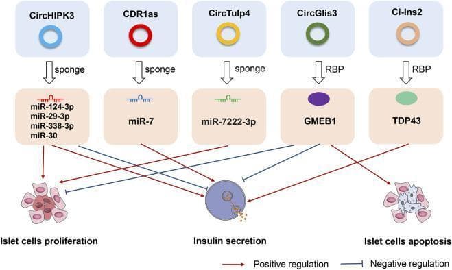 A medical pathophysiology diagram illustrating the regulatory roles of circular RNAs (circRNAs) in pancreatic islet β cells. The diagram shows five specific circRNAs: CircHIPK3, CDR1as, CircTulp4, CircGlis3, and Ci-Ins2. These molecules act through two main mechanisms: miRNA sponging and interaction with RNA-binding proteins (RBPs). CircHIPK3, CDR1as, and CircTulp4 act as 'sponges' for various microRNAs, including miR-124-3p, miR-29-3p, miR-338-3p, miR-30, miR-7, and miR-7222-3p. These pathways positively regulate islet cell proliferation and insulin secretion, with the exception of miR-7 which negatively regulates proliferation. CircGlis3 and Ci-Ins2 interact with RBPs GMEB1 and TDP43, respectively. The diagram indicates that GMEB1 negatively regulates insulin secretion and proliferation while promoting islet cell apoptosis. In contrast, TDP43 positively regulates insulin secretion. Red arrows denote positive regulation (stimulation), while blue T-bar lines represent negative regulation (inhibition). The illustration concludes at the functional level, showing impacts on islet cell proliferation, insulin secretion, and apoptosis, which are critical factors in diabetes mellitus research.