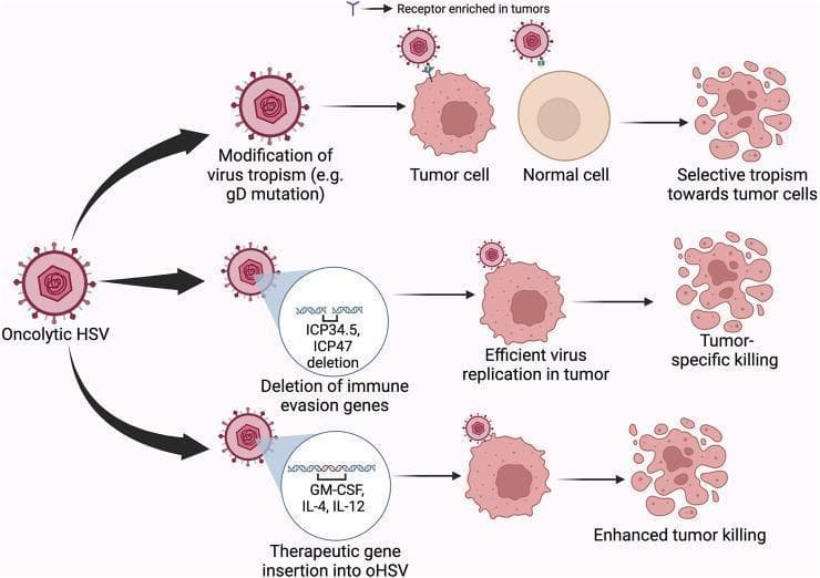 This pathophysiology diagram illustrates three distinct engineering strategies for modifying Oncolytic Herpes Simplex Virus (oHSV) to achieve targeted tumor eradication. The flowchart progresses from a baseline oHSV particle through three pathways: 1) Modification of virus tropism (e.g., gD mutation), which demonstrates selective binding to 'receptors enriched in tumors' on malignant cells while sparing normal cells, leading to selective tropism. 2) Deletion of immune evasion genes (specifically ICP34.5 and ICP47), which promotes efficient virus replication within the tumor environment, resulting in tumor-specific killing. 3) Therapeutic gene insertion (GM-CSF, IL-4, IL-12) into the oHSV genome to stimulate the host immune response, resulting in enhanced tumor killing. The final stage of each pathway depicts the visual disintegration or lysis of the irregularly shaped tumor cells into fragments. The diagram utilizes standard medical iconography for viral structures, DNA sequences, and cell morphology to explain the mechanisms of viro-immunotherapy in oncology.
