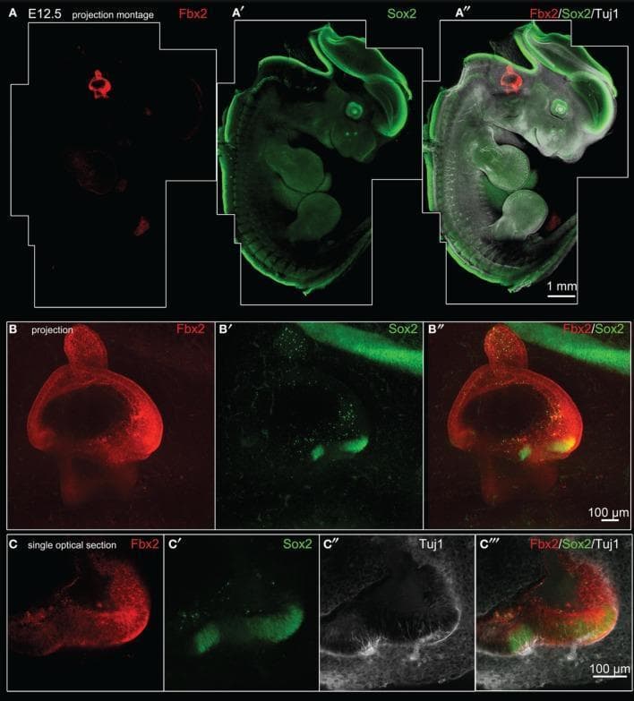 This composite figure presents confocal microscopy images of a mouse embryo at embryonic day 12.5 (E12.5), demonstrating protein expression patterns relevant to inner ear development. Panels A–A″ show merged projection montages of the whole embryo. Fbx2 (red) exhibits highly specific localization restricted to the otic region, while Sox2 (green) shows broad expression across the neural tube and central nervous system. Panels B–B″ provide a high-magnification projection of the otocyst, where Fbx2 is expressed throughout the membranous labyrinth, and Sox2 identifies two distinct bright vestibular prosensory patches in the anterior vestibule. Panels C–C′″ feature single optical sections through the anterior vestibular prosensory patches, revealing the co-localization of Fbx2 (red), Sox2 (green), and Tuj1-labeled neurites (white). The images demonstrate that Fbx2 serves as a robust and highly specific marker for the otic sensory lineage during midgestation, identifying the epithelium that gives rise to the hair cells and supporting cells of the vestibular and cochlear systems.