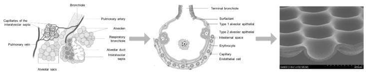 This figure illustrates the multiscale engineering approach to mimicking human lung anatomy for tissue engineering. The progression moves from macroscale anatomy to microscale fabrication in three panels. The left panel is a schematic diagram of the pulmonary parenchyma, labeling the bronchiole, pulmonary artery and vein, respiratory bronchioles, alveolar ducts, alveolar sacs, and the capillaries of the interalveolar septa. The middle panel provides a detailed cross-sectional illustration of a single alveolus, identifying the blood-air barrier components: surfactant layer, Type 1 and Type 2 alveolar epithelial cells, interstitial space, endothelial cells, and erythrocytes within the capillary. The right panel is a scanning electron microscopy (SEM) image of a bioengineered 'Lung-MatriGrid®' scaffold. This microfabricated structure features an array of concave, dome-shaped micro-cavities designed to replicate the three-dimensional geometry and dimensions of human alveoli. The scaffold, likely made of polycarbonate, provides a biomimetic surface for co-culturing epithelial and endothelial cells to study the blood-air barrier in vitro.