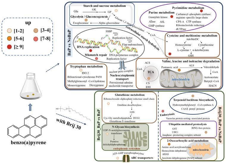 This pathophysiology diagram illustrates the complex metabolic pathways and differential gene expressions of the white-rot fungus P. acerina involved in the degradation of benzo(a)pyrene (BaP), both with and without the surfactant Brij 30. The diagram is organized into three comparative sections: BaP vs NoBaP, Brij30_BaP vs BaP, and Brij30_BaP vs NoBaP. Colored circles indicate the number of upregulated differentially expressed genes (DEGs) across various metabolic processes. Key pathways shown include carbohydrate metabolism (Starch/Sucrose, Glycolysis), Nucleotide metabolism (Purine/Pyrimidine), DNA replication, and the TCA cycle occurring within the mitochondria. Tryptophan, Cysteine, and Methionine metabolisms are also highlighted. The Brij 30 intervention specifically shows upregulation in Glutathione metabolism, N-Glycan biosynthesis in the endoplasmic reticulum, and 2-Oxocarboxylic acid metabolism. This visualization serves to map the biological mechanisms and enzymatic processes—such as cytochrome P450 activity and ABC transporters—utilized by fungi to detoxify and mineralize polycyclic aromatic hydrocarbons, which has significant implications for environmental medicine and bioremediation studies.