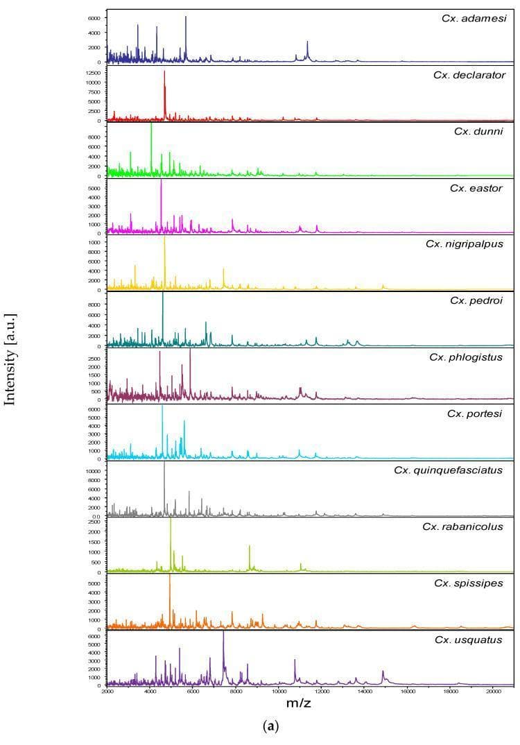 This diagnostic graphic presents a series of Matrix-Assisted Laser Desorption/Ionization Time-of-Flight Mass Spectrometry (MALDI-TOF MS) spectra used for the rapid identification and classification of Culex mosquito species, which are significant vectors for human diseases such as West Nile virus and lymphatic filariasis. The image displays twelve distinct protein mass spectra, each corresponding to a specific Culex species (e.g., Cx. adamesi, Cx. declarator, Cx. quinquefasciatus). The horizontal axis represents the mass-to-charge ratio (m/z) ranging from 2,000 to 20,000, while the vertical axis indicates signal intensity in arbitrary units (a.u.). Each spectrum serves as a unique 'protein fingerprint' characterized by specific peak distributions. For instance, Cx. declarator shows a sharp, high-intensity peak near 3,000 m/z, whereas Cx. usquatus exhibits a more complex distribution between 4,000 and 8,000 m/z. This proteomic profiling method is an essential tool in medical entomology for epidemiological surveillance and the control of vector-borne illnesses, allowing for higher taxonomic resolution than traditional morphological identification.