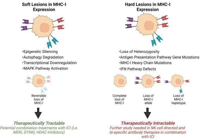 This medical illustration compares two mechanisms of Major Histocompatibility Complex Class I (MHC-I) downregulation in tumor cells: Soft Lesions and Hard Lesions. The diagram uses cell representations with colored surface markers (purple, red, and blue) symbolizing MHC-I molecules. 'Soft Lesions' are characterized by reversible downregulation caused by epigenetic silencing, autophagy degradation, transcriptional downregulation, or MAPK pathway activation. This state is labeled 'Therapeutically Tractable,' suggesting recovery via combination treatments such as MEKi, STING, or HDAC inhibitors. In contrast, 'Hard Lesions' represent irreversible genetic alterations, including loss of heterozygosity, antigen presentation pathway gene mutations, MHC-I heavy chain mutations, and IFN pathway defects. These result in complete loss of MHC-I, loss of specific alleles, or loss of haplotypes. Such lesions are labeled 'Therapeutically Intractable,' requiring alternative approaches like NK cell-directed or bispecific antibody therapies. The visual focus is on the quantity and presence of surface markers to indicate the degree of immune evasion and potential for therapeutic restoration of antigen presentation.
