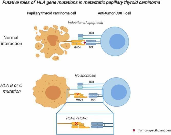 This medical schematic illustrates the mechanism of immune escape in metastatic papillary thyroid carcinoma (PTC) through HLA gene mutations. The diagram is divided into two comparative sections: 'Normal interaction' and 'HLA B or C mutation'.
In the 'Normal interaction' section, a papillary thyroid carcinoma cell successfully presents a tumor-specific antigen (red circle) via its MHC class I (MHC-I) receptor. An anti-tumor CD8+ T-cell recognizes this complex through its T-cell receptor (TCR) and CD8 co-receptor, leading to the 'Induction of apoptosis' of the cancer cell.
In the 'HLA B or C mutation' section, the PTC cell exhibits a mutation in the HLA-B or HLA-C genes (indicated by a red 'X' over the MHC-I molecule). This mutation results in an impaired or absent MHC-I interaction with the T-cell. Because the CD8+ T-cell cannot recognize the tumor-specific antigen, the interaction is disrupted, labeled as 'No apoptosis'. This illustrates a pathophysiological mechanism where genetic mutations in the human leukocyte antigen system allow metastatic tumor cells to evade cytotoxic immune responses.