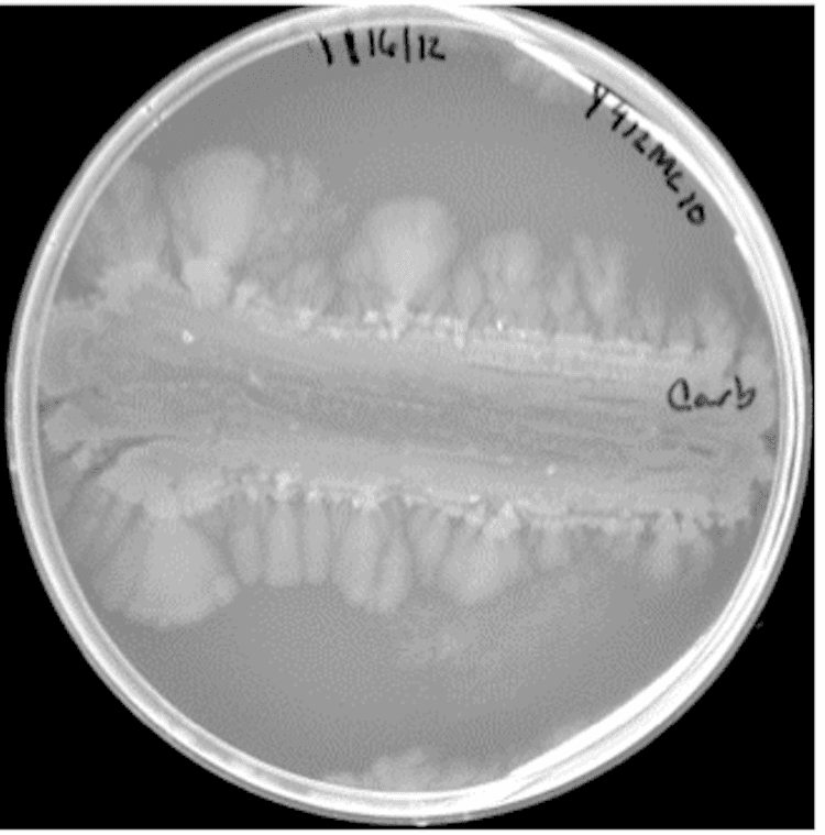 **Modality:** Microbiology culture photograph.
**Specimen/Entity:** *Paenibacillus* sp. (strain Y412MC10).
**Culture Conditions:** Growth on Yeast Extract-Tryptone (YT) agar medium, following 168 hours of incubation at 37°C.
**Morphological Features:** The image displays a macro-view of a Petri dish containing a bacterial culture with a distinctive growth pattern. A horizontal streak serves as the primary inoculation site, showing central clearing or lysis. From the primary streak, there is significant lateral spreading of the culture toward the periphery of the plate.
**Growth Pattern:** The organism exhibits characteristic colonial expansion and motility typical of *Paenibacillus* species. The leading edges of the culture demonstrate a dendritic or lobate-like spreading pattern, transitioning from a dense primary inoculum to feathered, translucent fan-like extensions.
**Diagnostic Features:** Key visual indicators include high peripheral motility (swarming/spreading) and the progressive thinning or clearing of the central biomass over a prolonged incubation period. These features are critical for identifying motile, pattern-forming Gram-positive bacilli within a laboratory setting.